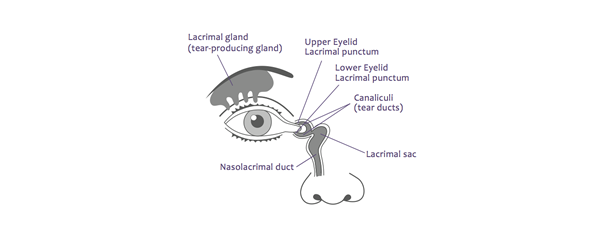 oeil